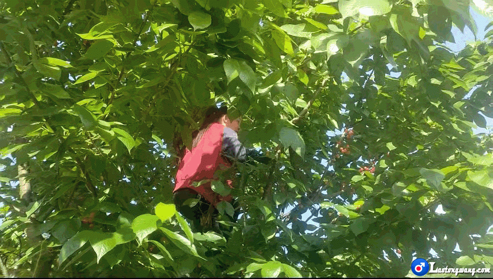 晨摘樱桃.gif